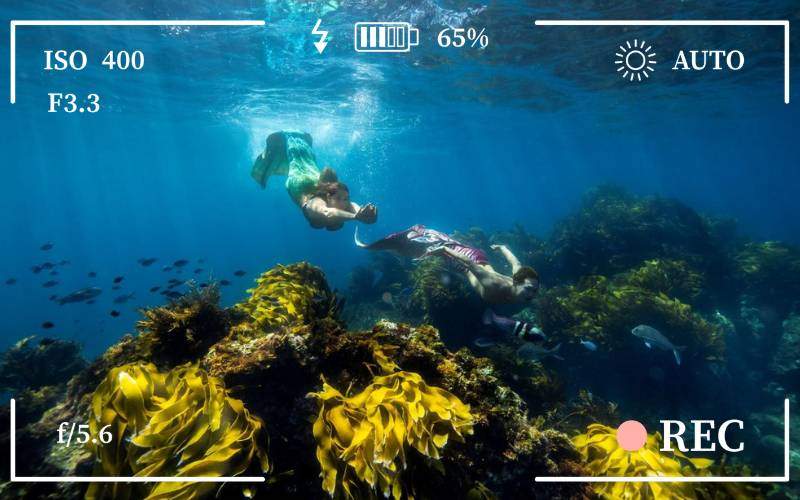 MM - Mermaids sighted in poor knights islands, New Zealand (2)