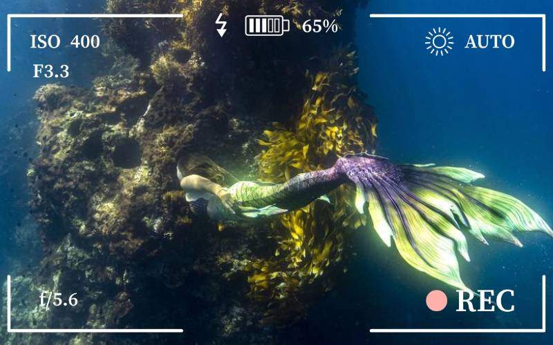 MM - Mermaids sighted in poor knights islands, New Zealand