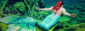 Mermaid Lily